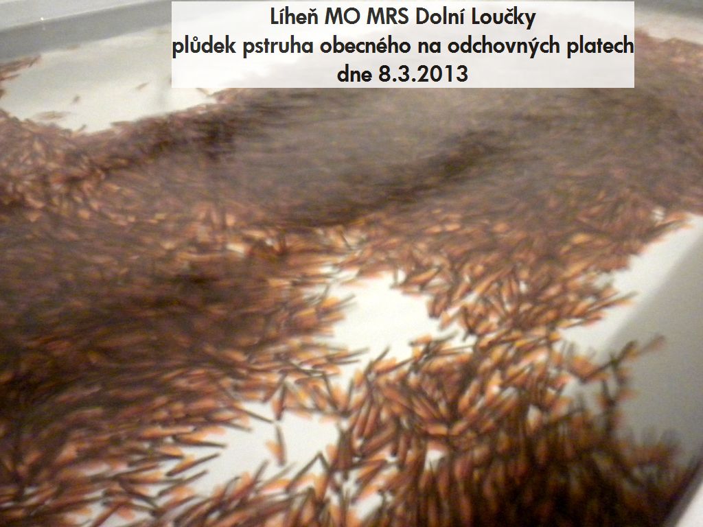 Líheň MO MRS Dolní Loučky - dne 8.3.2013 02